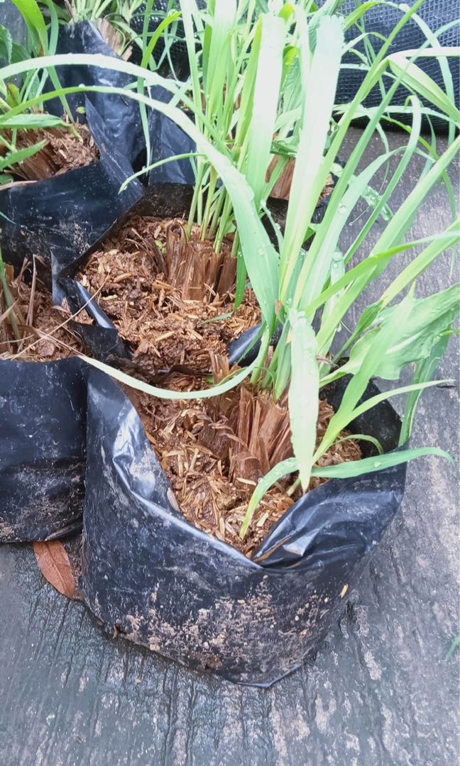 anti mosquito plants