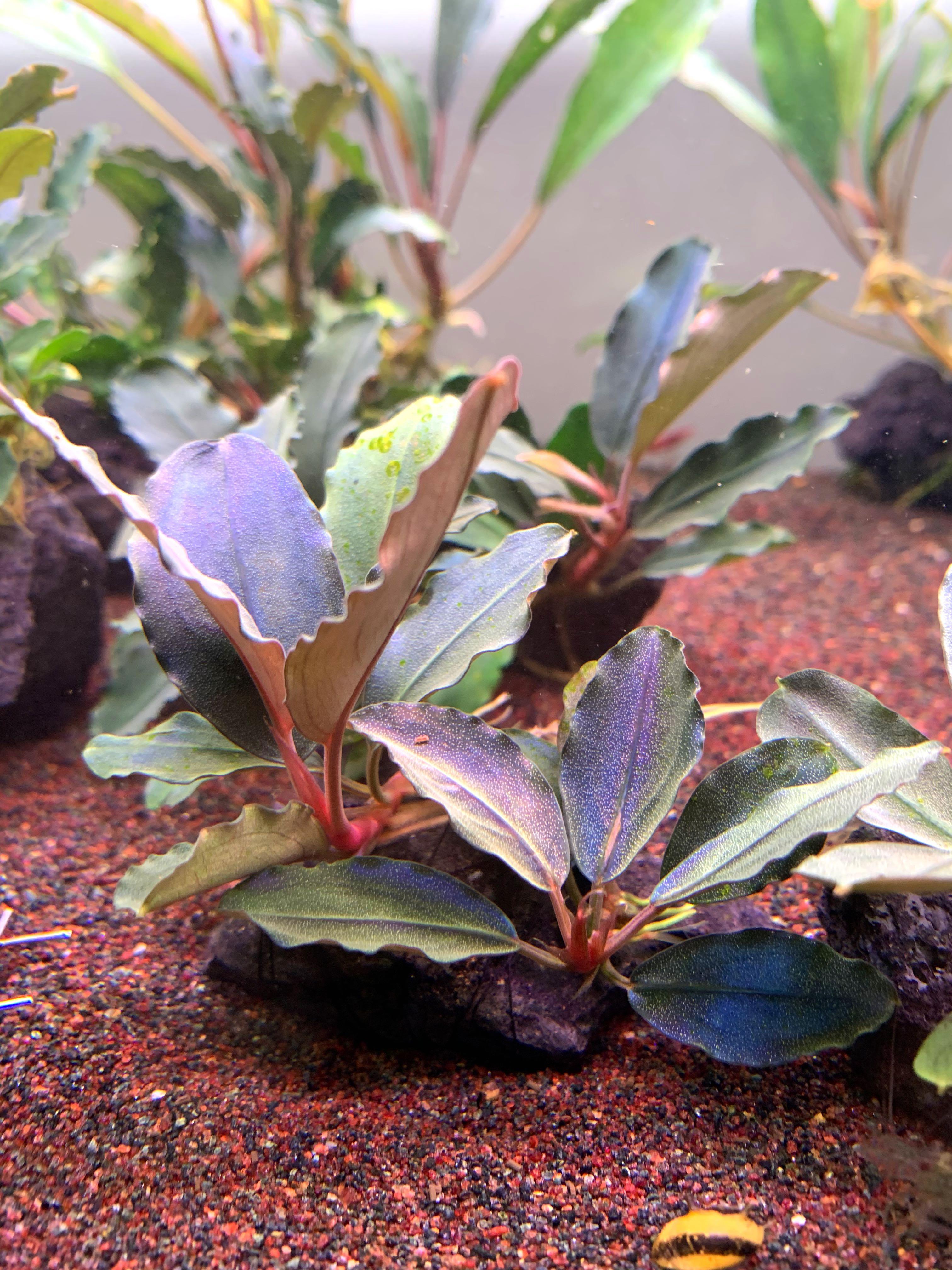 年末スペシャル Bucephalandra sp. Deep purple “AZ1011-XX 