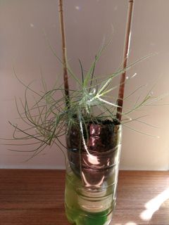 (Category: ) located in . Submitted by smallplantsforsale (Listing ID 1024852332, Image 1). Description: .