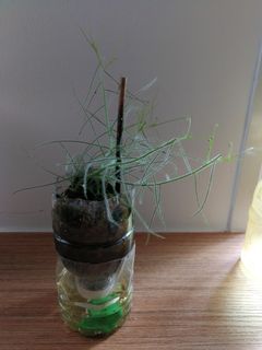 (Category: ) located in . Submitted by smallplantsforsale (Listing ID 1024853585, Image 1). Description: .
