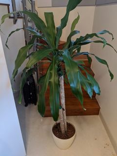 (Category: ) located in . Submitted by lapakshira (Listing ID 1024960516, Image 1). Description: .