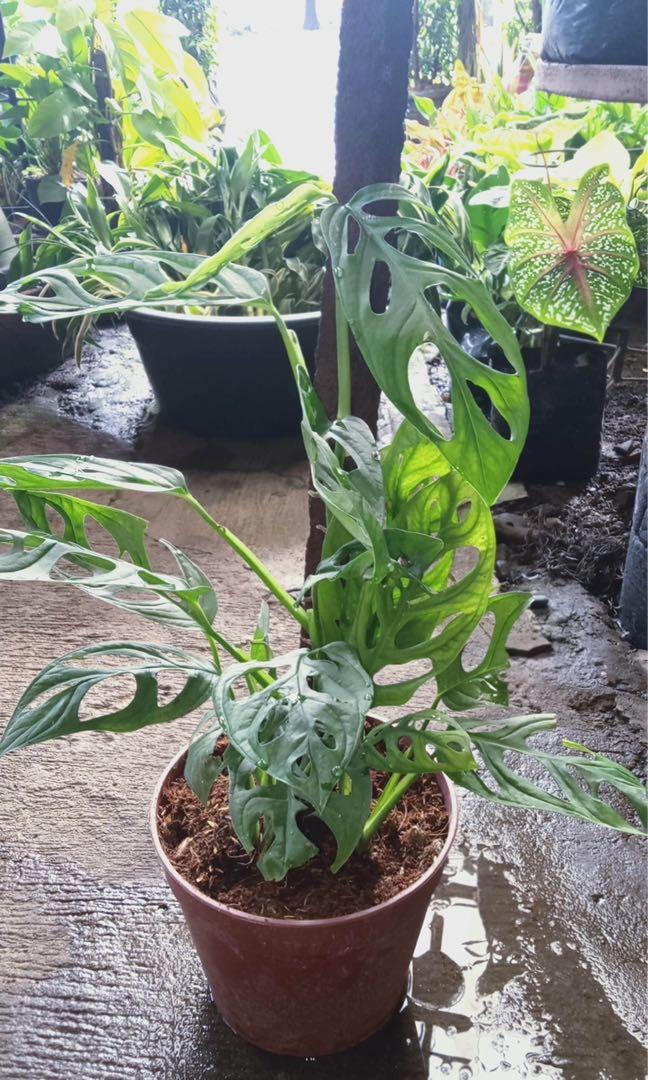 Monstera Adansonii Gardening Flowers Plants On Carousell