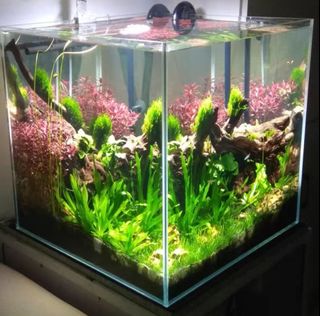 (Category: ) located in . Submitted by aquaticstore (Listing ID 1024853238, Image 1). Description: .