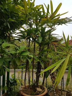 (Category: ) located in . Submitted by pohaigs (Listing ID 1024958433, Image 1). Description: .