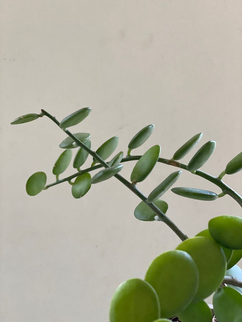 Silver Dollar Plant Xerosicyos Danguyi Furniture Home Living Gardening Plants Seeds On Carousell