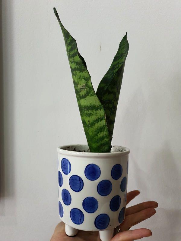 Snake Plant In Ceramic Pot Gardening Plants On Carousell