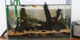 (Category: ) located in . Submitted by pixiedustkeeper (Listing ID 1018118280, Image 1). Description: .