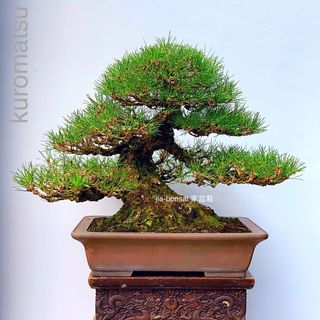 (Category: ) located in . Submitted by jia_bonsai_singapore (Listing ID 1018066947, Image 1). Description: .