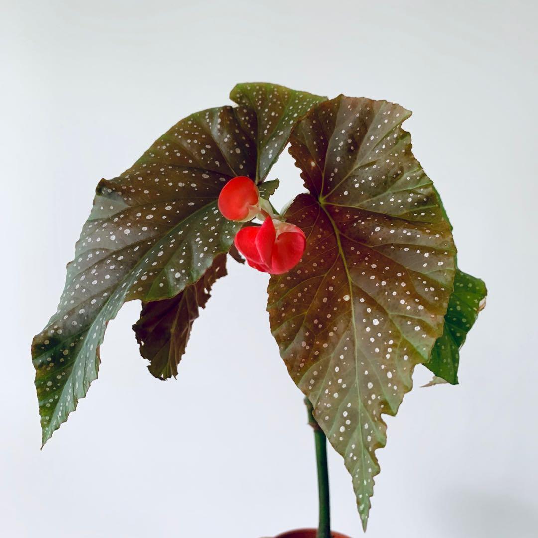 Begonia Corallina de Lucerna, Furniture & Home Living, Gardening, Plants &  Seeds on Carousell