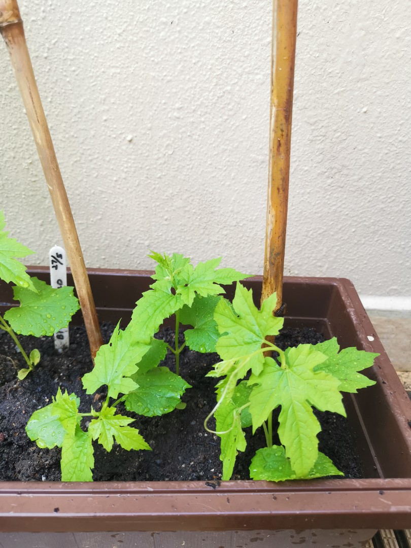 Bitter Gourd Sapling Plant Furniture Home Living Gardening Plants Seeds On Carousell