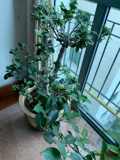 (Category: ) located in . Submitted by heilayne (Listing ID 1018269578, Image 1). Description: .