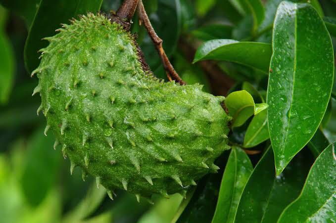 Guyabano Plant (Category: Plants & Seeds) located in Calamba. Submitted by qualityfruittrees25 (Listing ID 1018222794, Image 2). Description: We have different sizes of the plant..we can arrange delivery via lalamove.