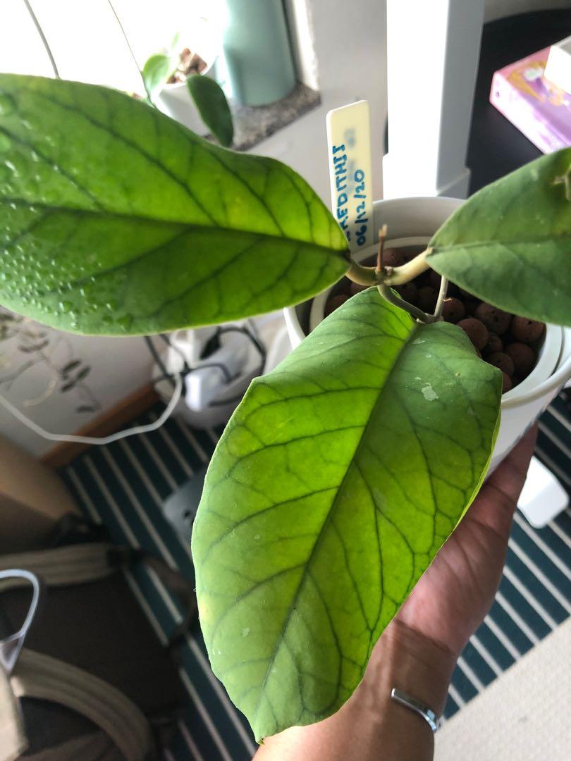 Hoya Meredithii 傢俬 家居 園藝 土壤和肥料 Carousell