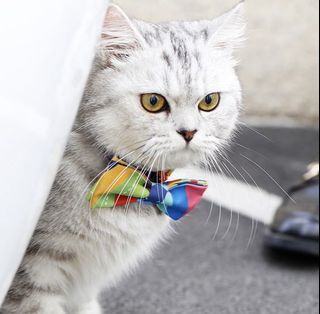 (Category: ) located in . Submitted by meowwzaa (Listing ID 1018176438, Image 1). Description: .