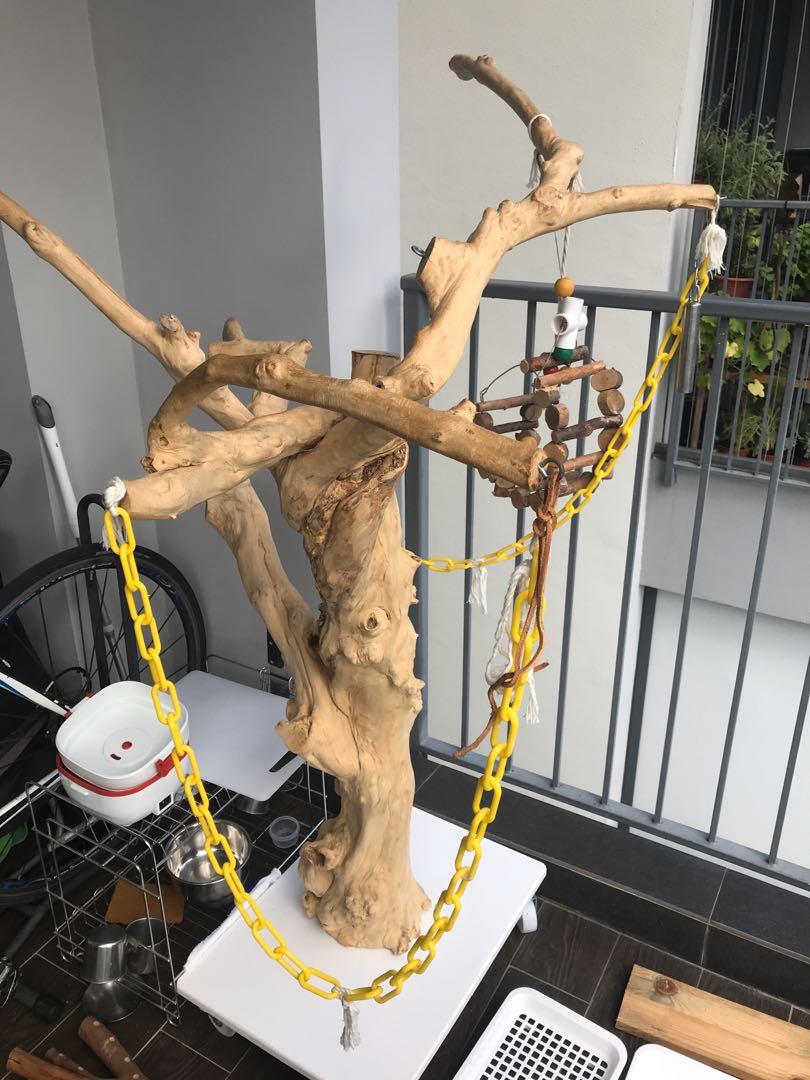 Java Wood Tree Top Perch, Pet Supplies, Homes & Other Pet Accessories ...