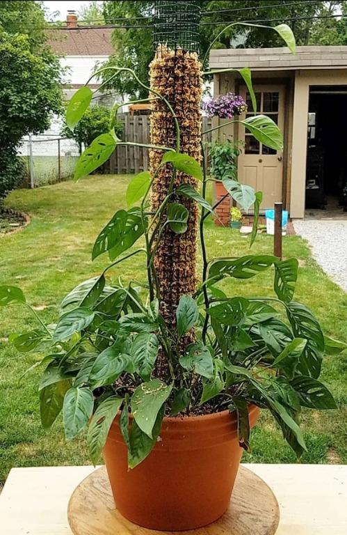 Monstera Andansonii With Moss Pole Home Furniture Gardening On Carousell