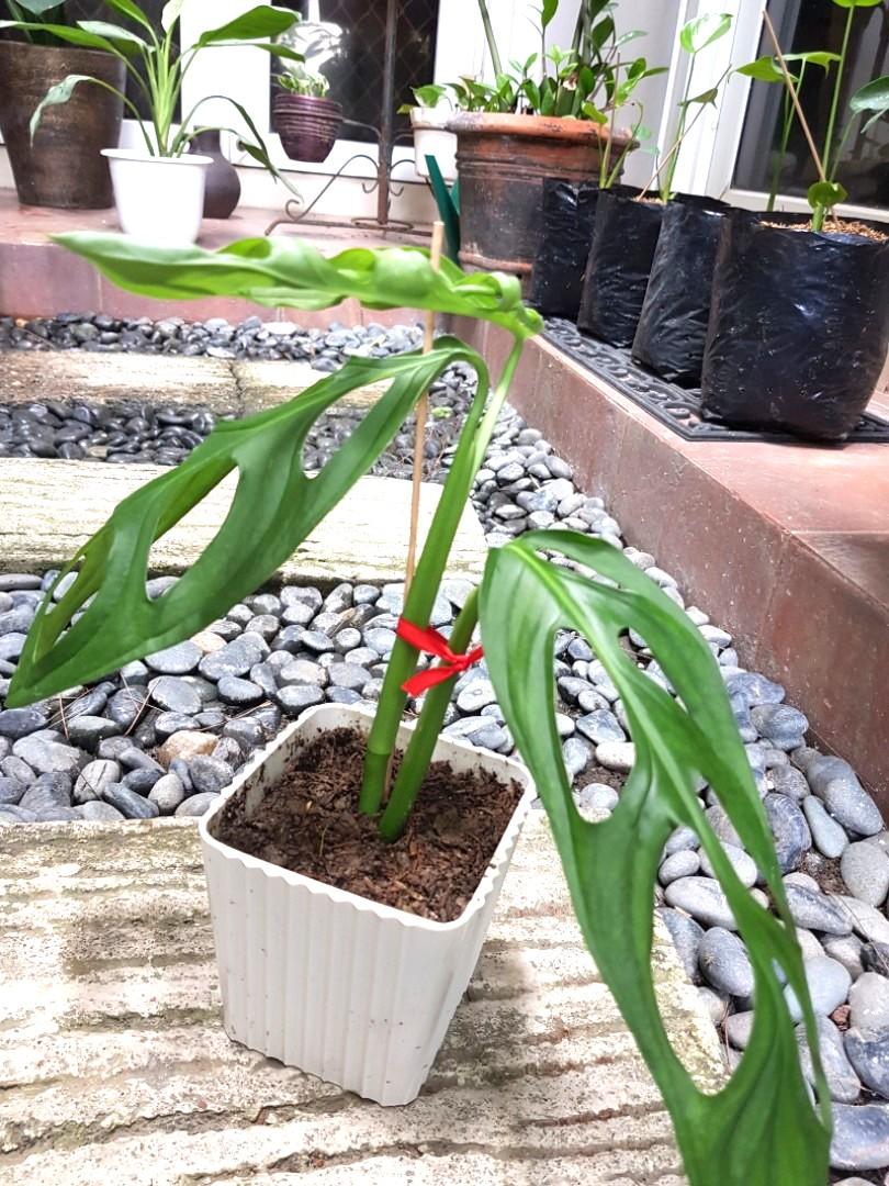 Monstera Eyelet Big Leaves With New Leaf Plant Gardening Flowers Plants On Carousell