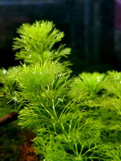(Category: ) located in . Submitted by collectoraquatics (Listing ID 1018077811, Image 1). Description: .