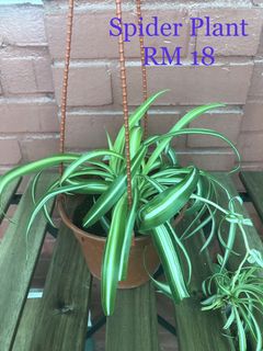 (Category: ) located in . Submitted by me_nisa (Listing ID 1018190386, Image 1). Description: .