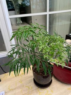 （分類：）位於 。 由 cosmicwolf_64b9b0 提交（商品編號 1018348673，圖片 1）。簡介： 。