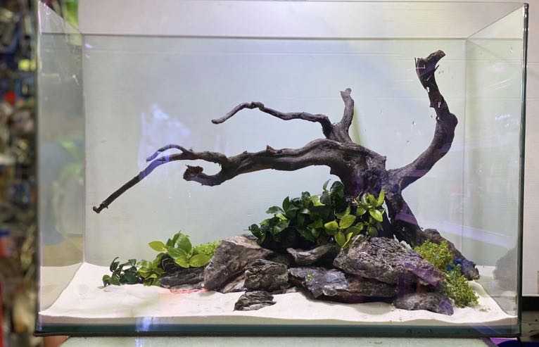 rock and wood aquascape