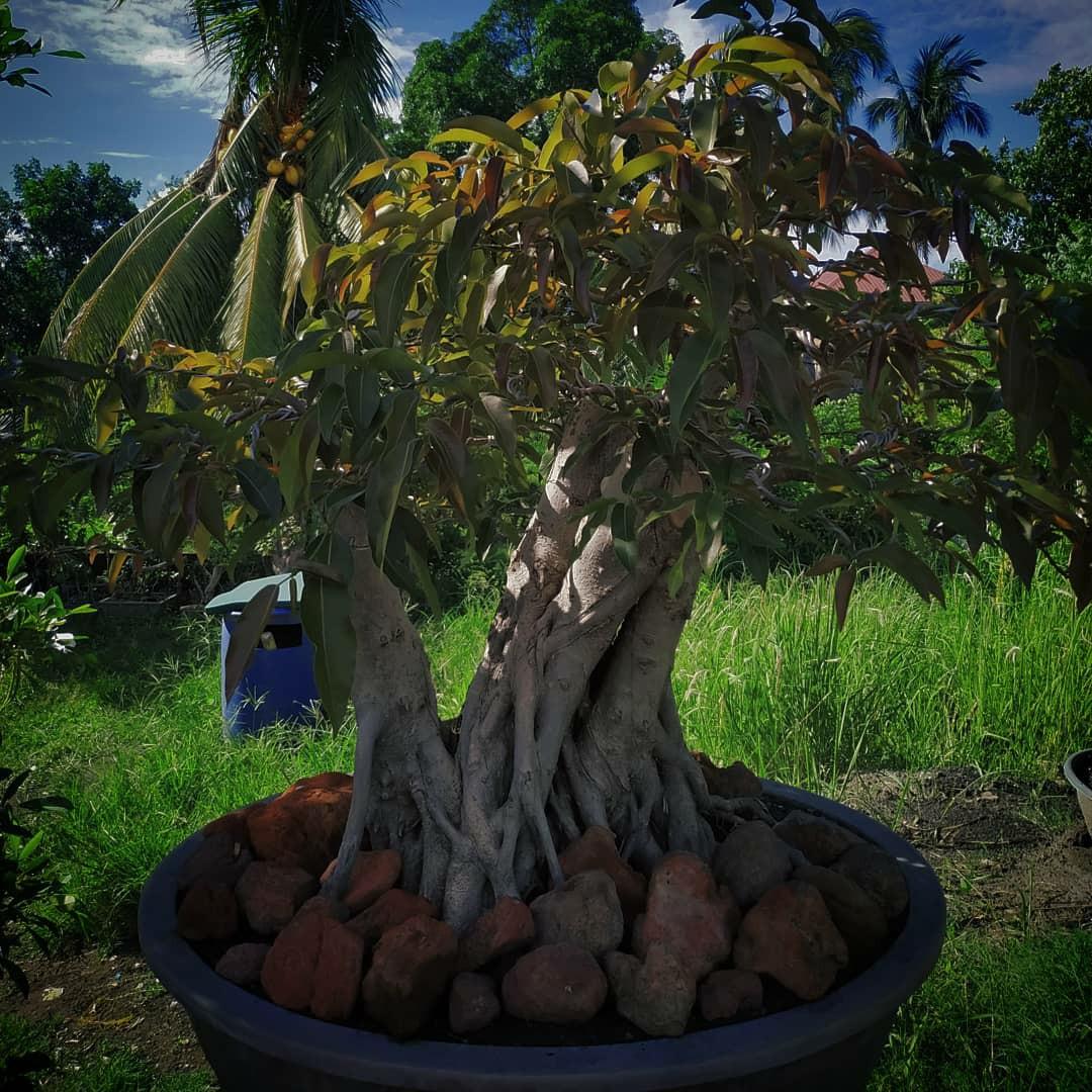 Bonsai Tree Gardening Flowers Plants On Carousell