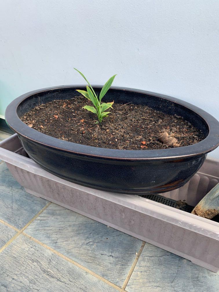 Ceramic Bonsai Vase Large Gardening Pots Planters On Carousell
