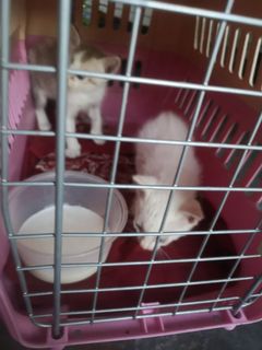(Category: ) located in . Submitted by mycollection73 (Listing ID 1018382488, Image 1). Description: .