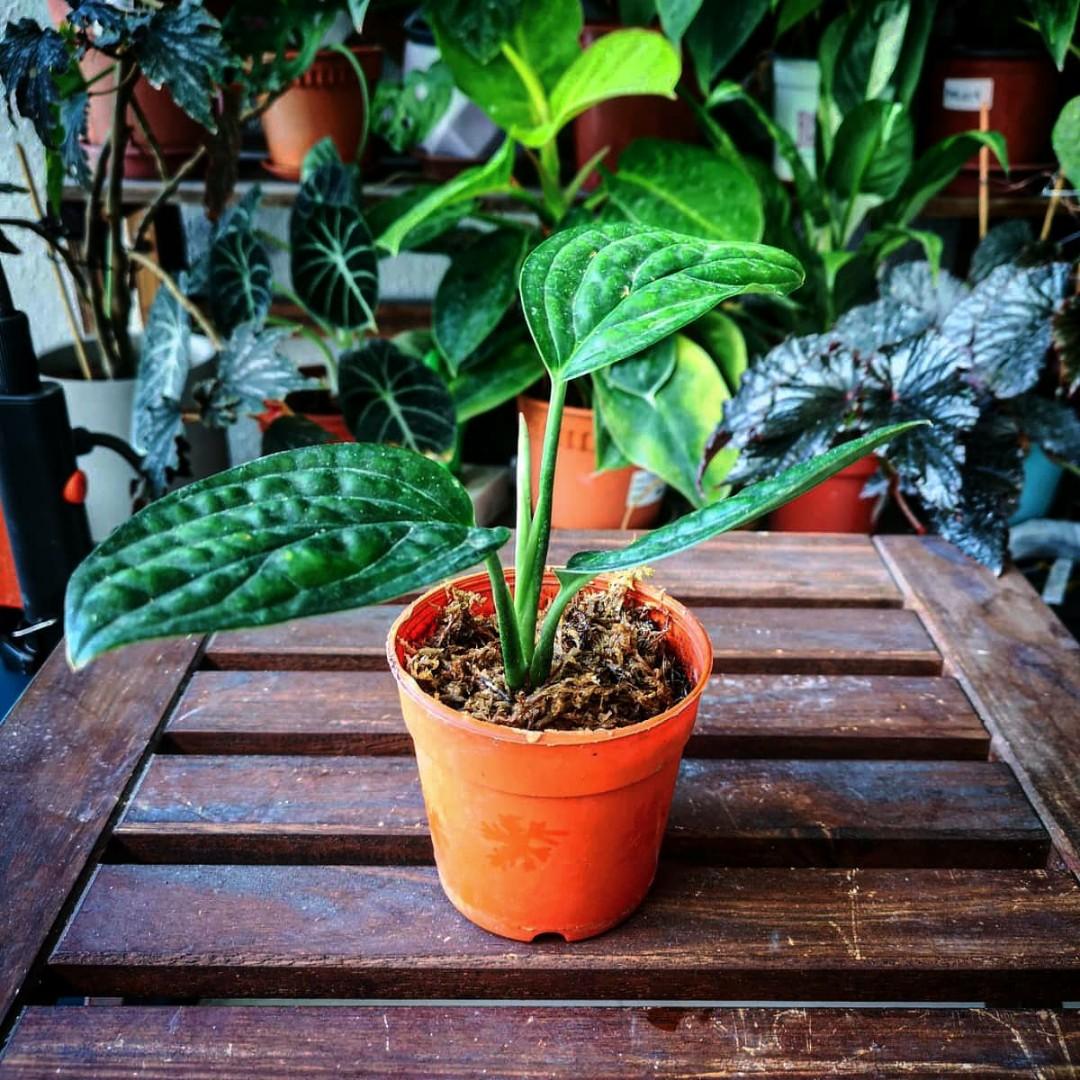 Monstera Karstenianum Aka Monstera Peru Gardening Plants On Carousell