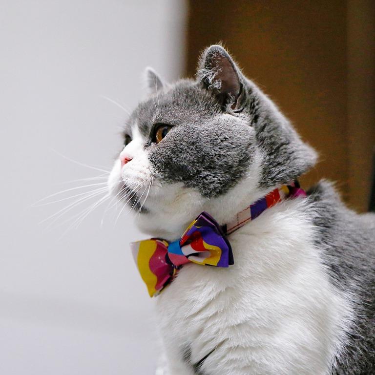 cat bow tie collar