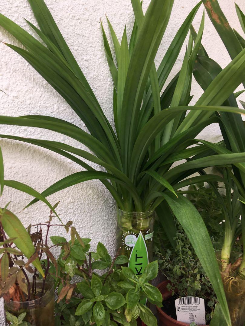 Pandan leaf （分類：園藝工具和裝飾品）位於 Hong Kong。 由 potassium 提交（商品編號 1018371239，圖片 1）。簡介： 星期一至五 可約於尖沙咀/紅磡站交收 星期六日或公眾假期可約在元朗交收。
