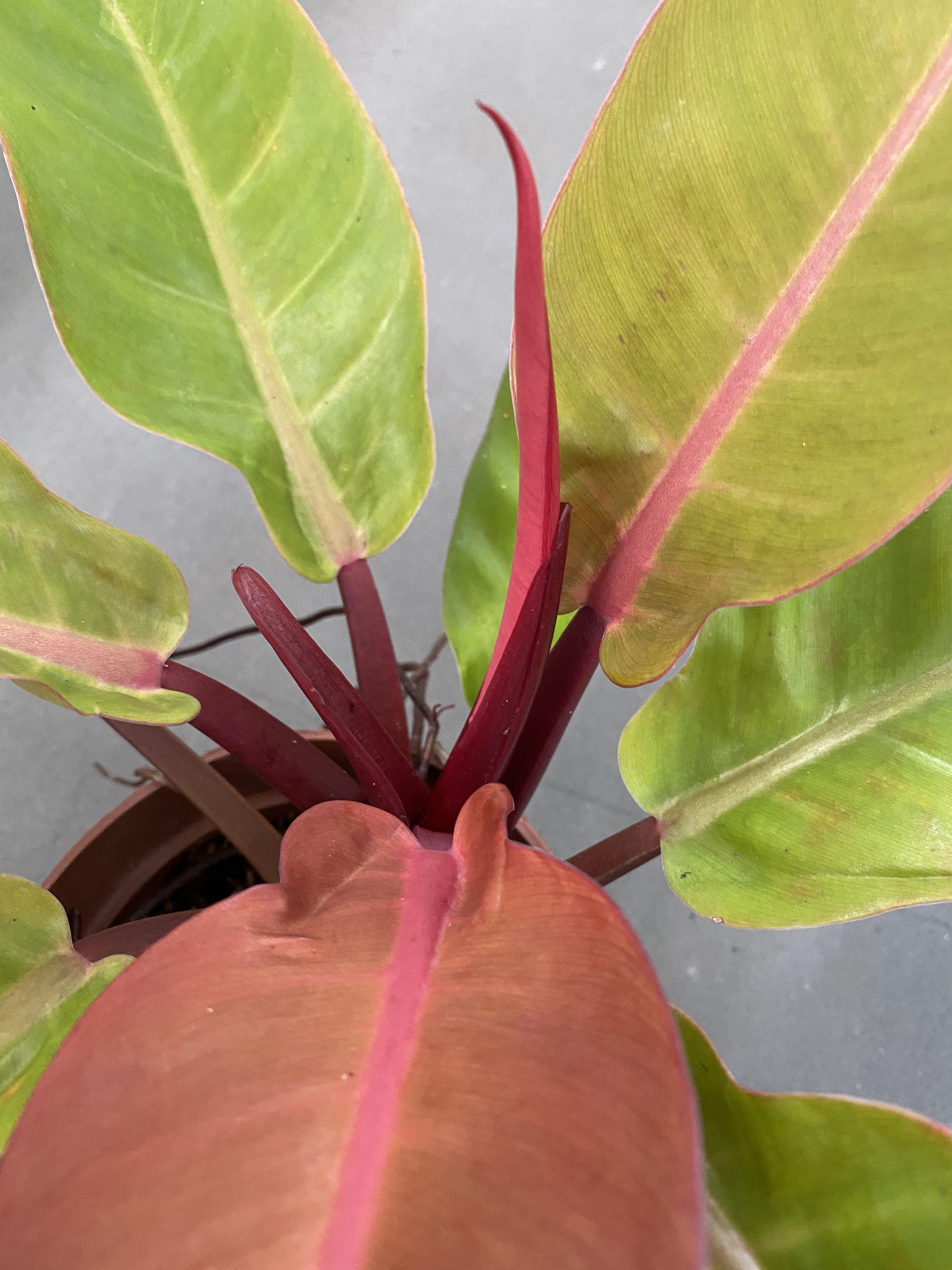 Philodendron Prince of Orange, Furniture & Home Living, Gardening, Plants & Seeds on Carousell