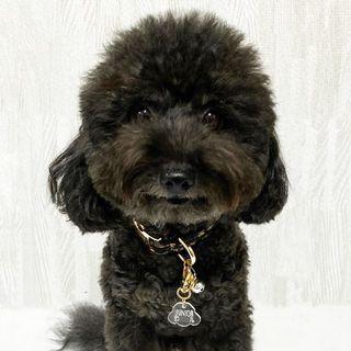 Poodle Dog Tag