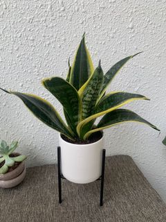 (Category: ) located in . Submitted by petitgardener (Listing ID 1018389366, Image 1). Description: .