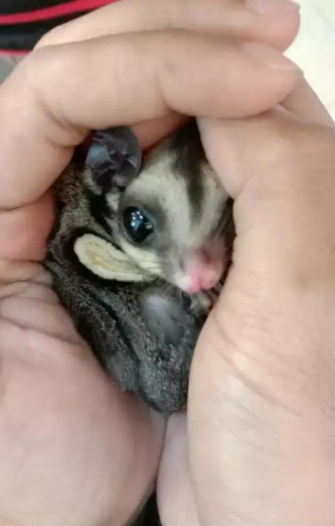 Sugar Glider Classic Joey Grey 1 Bln Perlengkapan Hewan Aksesoris Hewan Di Carousell