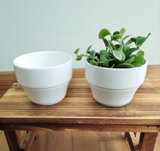 (Category: ) located in . Submitted by mygardenspace (Listing ID 1018356862, Image 1). Description: .
