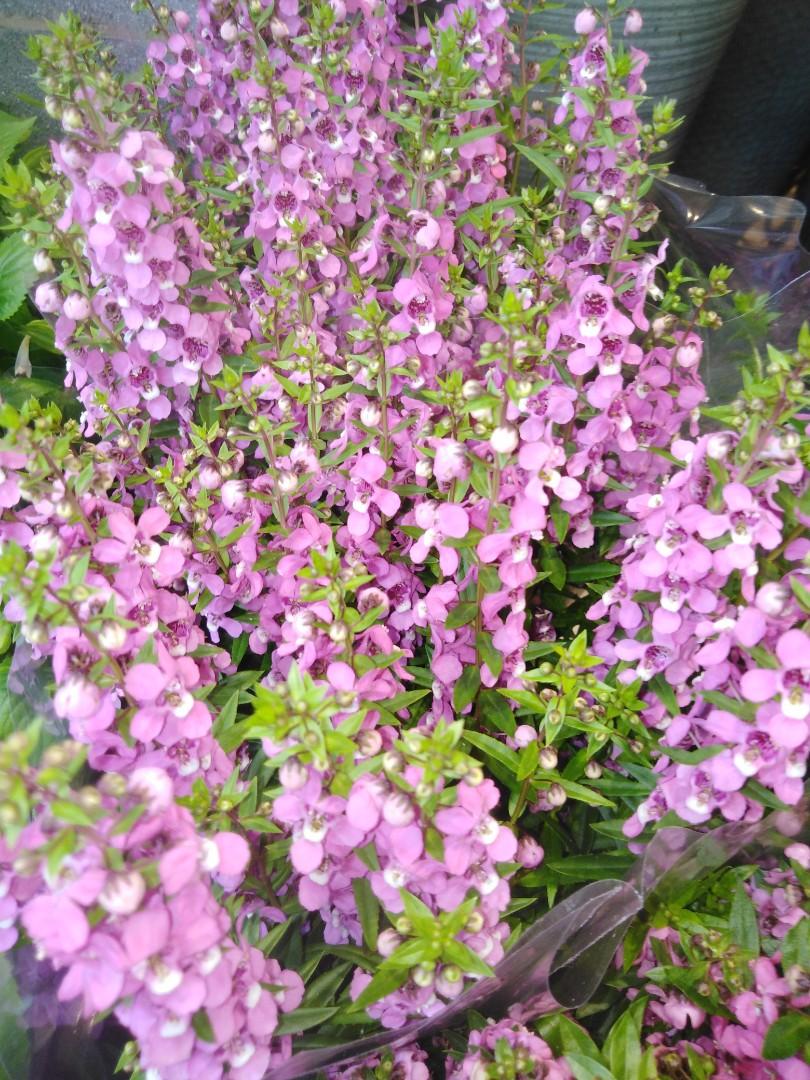 Angelonia 天使花 香彩雀 傢俬 家居 園藝 植物及種子 Carousell