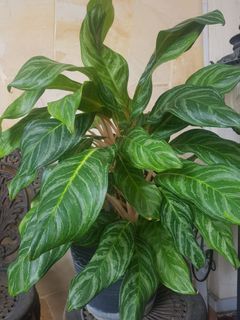 (Category: ) located in . Submitted by garden_key (Listing ID 1018709847, Image 1). Description: .