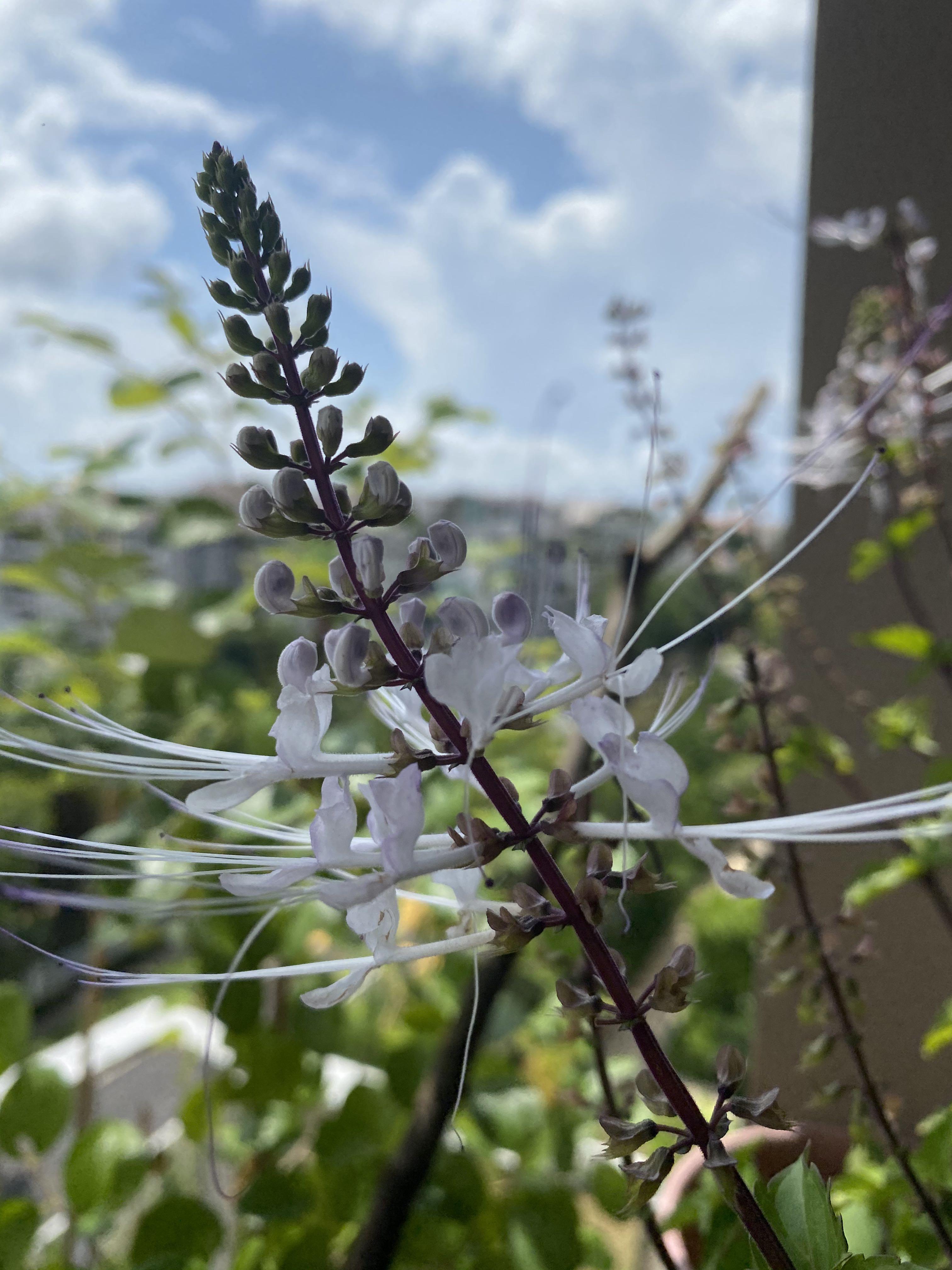 CATu0027S WHISKERS Plant (white) / Misai Kucing (Orthosiphon Aristatus 