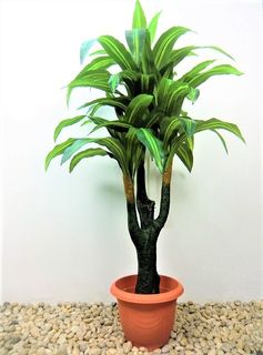 (Category: ) located in . Submitted by altonflowerscomm (Listing ID 1018823368, Image 1). Description: .