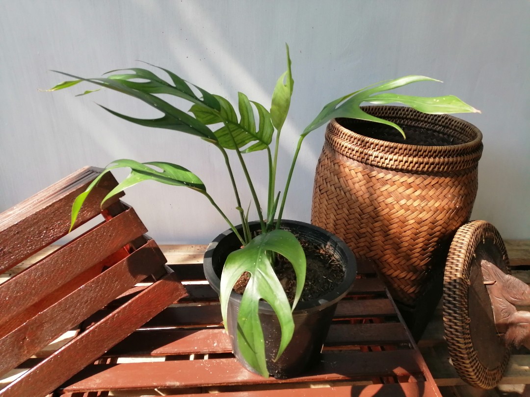 Dragon Tail Plant Epipremnum pinnatum, Furniture & Home Living ...