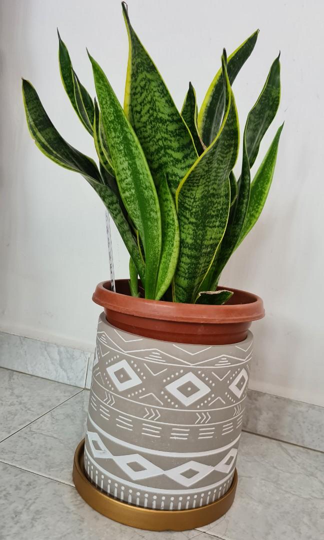 Flower Plant Pot Houseplant Pot Cement Gardening Pots Planters On Carousell
