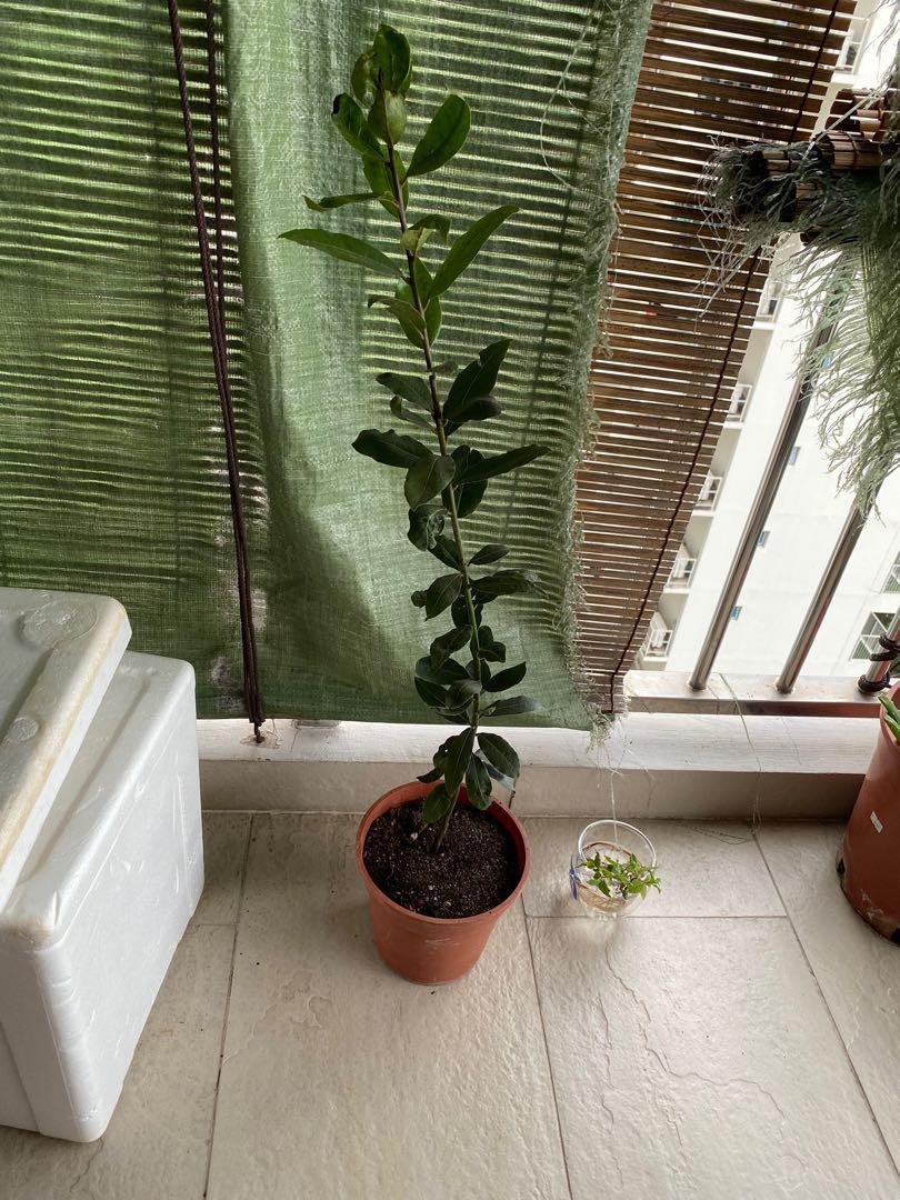 Laurus nobilis aka Bay leaf Holland potted plant 70cm, Gardening, Plants on Carousell Laurus nobilis aka Bay leaf Holland potted plant 70cm, Gardening, Plants on Carousell
