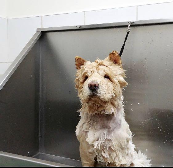 stainless steel dog wash tub