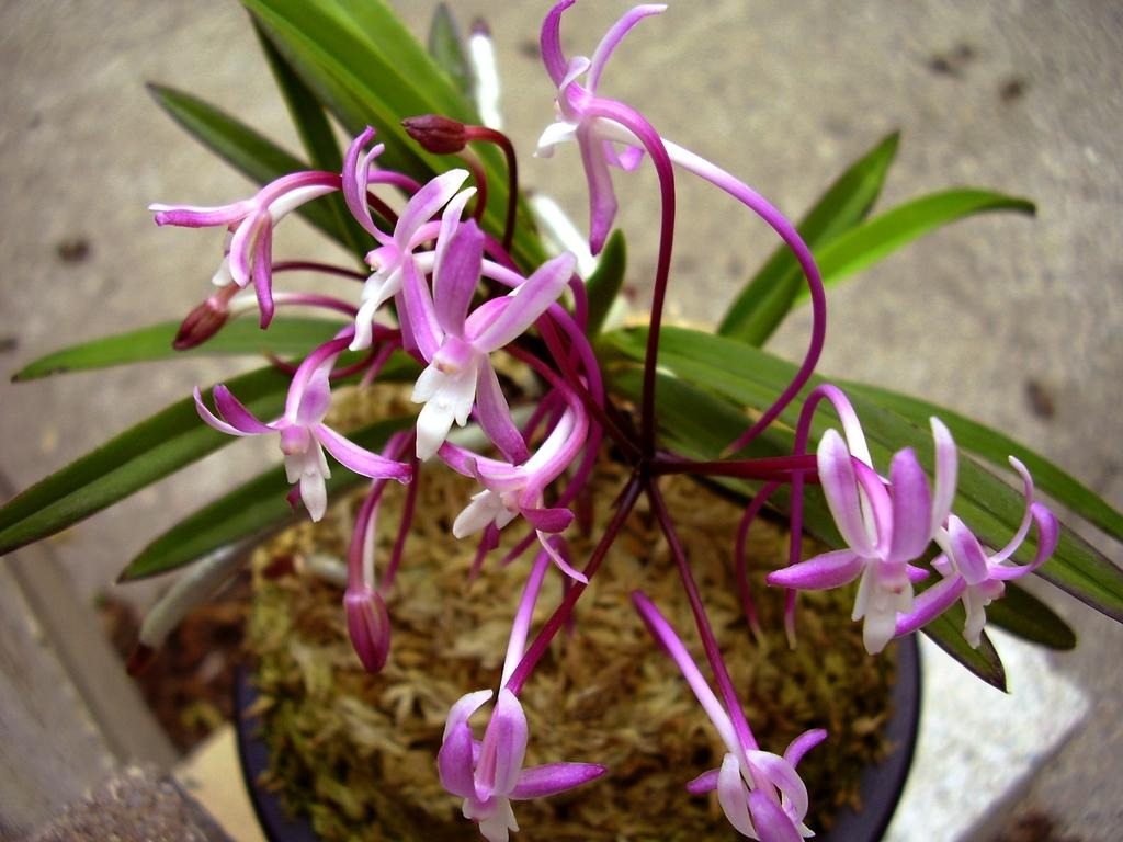 富貴蘭　天朝殿(幻の奄美覆輪種!) 奄美フウラン 「奄美大王」 (Vanda falcata 'Amami Daiou