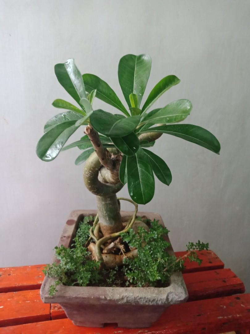 Adenium Kalachuchi Bonsai, Gardening, Flowers & Plants on Carousell Adenium Kalachuchi Bonsai, Gardening, Flowers & Plants on Carousell