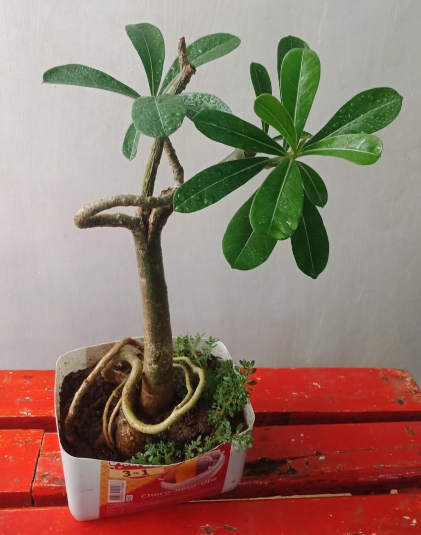 Adenium Kalachuchi Bonsai Small Furniture Home Living Gardening Plants Seeds On Carousell