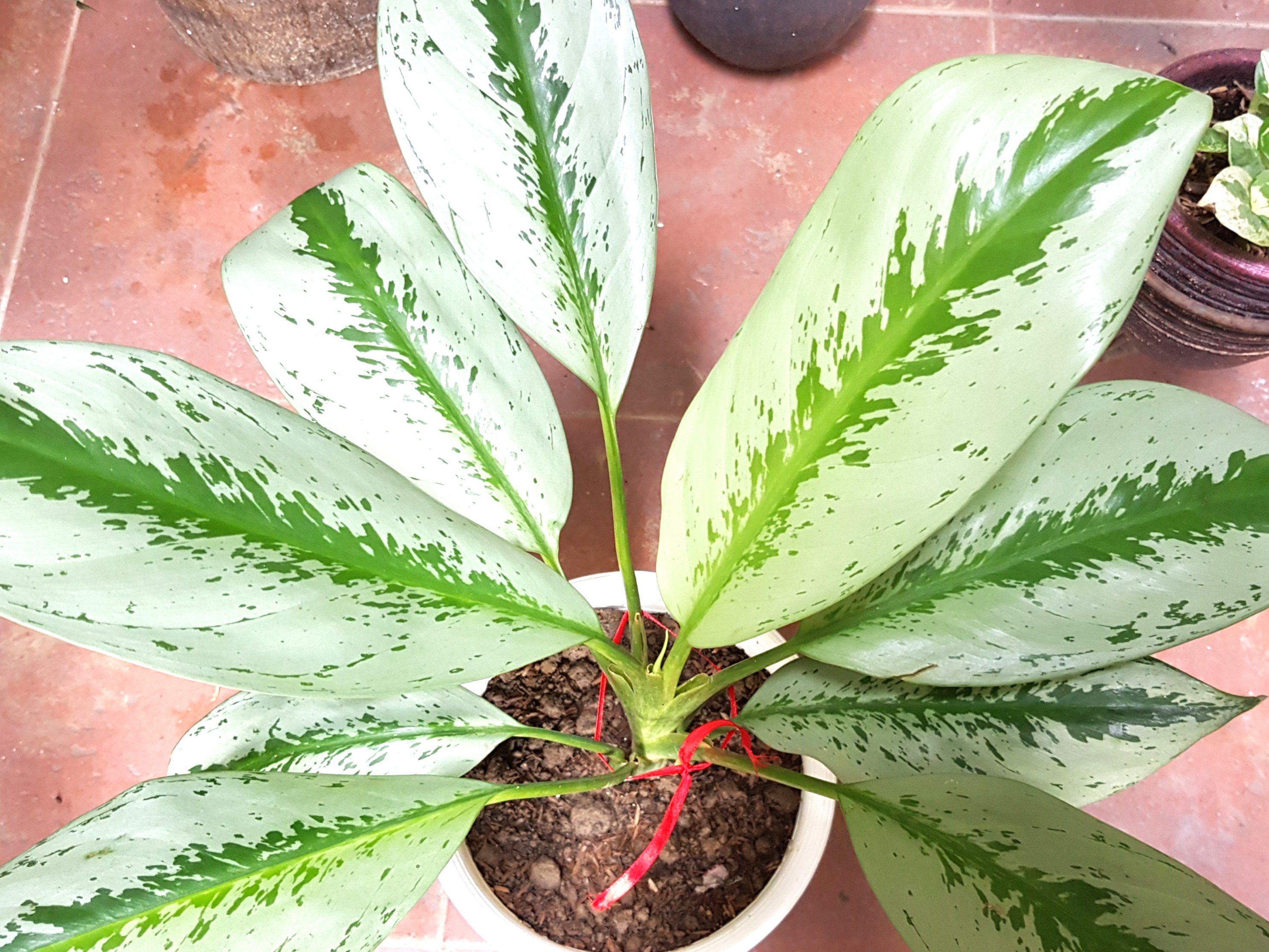 Aglaonema Evergreen Silver Bay Plant Furniture Home Living Gardening Plants Seeds On Carousell