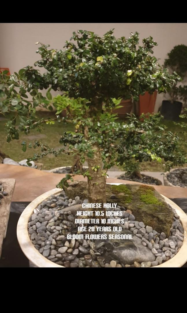 Bonsai plants CHINESE HOLLY BALETE BOGAINVILLEA, Furniture & Home Living, Gardening, Plants & Seeds on Carousell Bonsai plants CHINESE HOLLY BALETE BOGAINVILLEA, Furniture & Home Living, Gardening, Plants & Seeds on Carousell