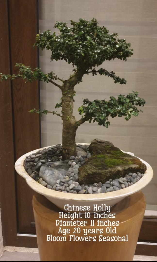 Bonsai Plants Chinese Holly Balete Bogainvillea Furniture Home Living Gardening Plants Seeds On Carousell